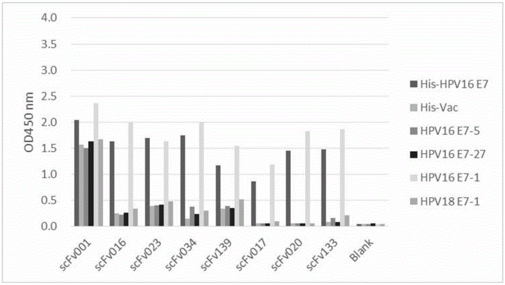 Monoclonal antibody for recognizing HPV16 positive tumor cells, and applications thereof