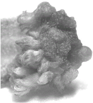 Method for rapidly obtaining regenerated plants of fiber hemps