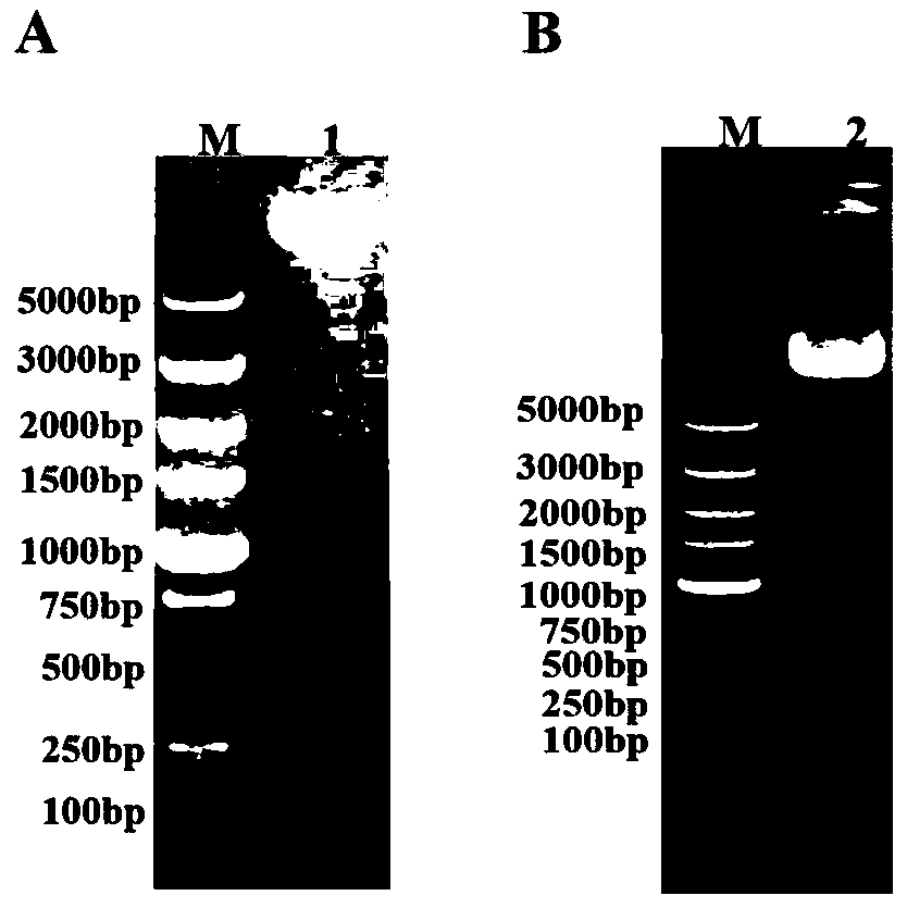 Porcine circovirus 2d-type and 3-type Cap protein bivalent subunit vaccine and preparation method and application thereof