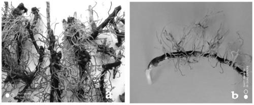 Rapid reproduction method for epimedium koreanum Nakai root segment induced buds