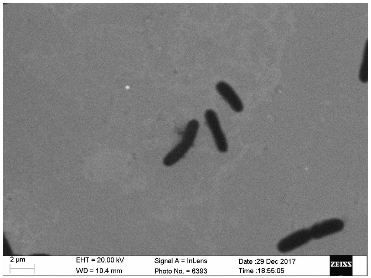 A degradable strain in oil -containing sludge JN8 and its application