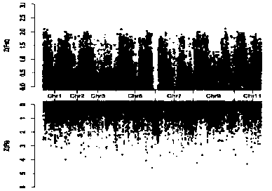 Watermelon stick seed gene SNP (single nucleotide polymorphism) molecular marker as well as screening method and application thereof