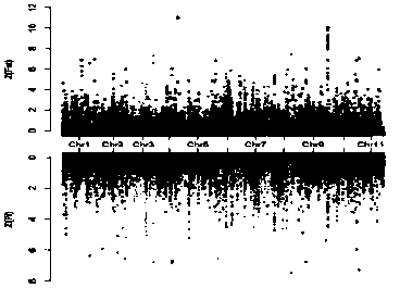 Watermelon stick seed gene SNP (single nucleotide polymorphism) molecular marker as well as screening method and application thereof