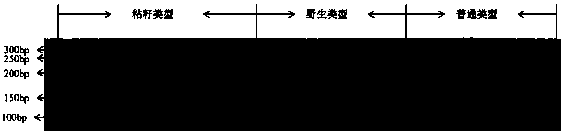 Watermelon stick seed gene SNP (single nucleotide polymorphism) molecular marker as well as screening method and application thereof