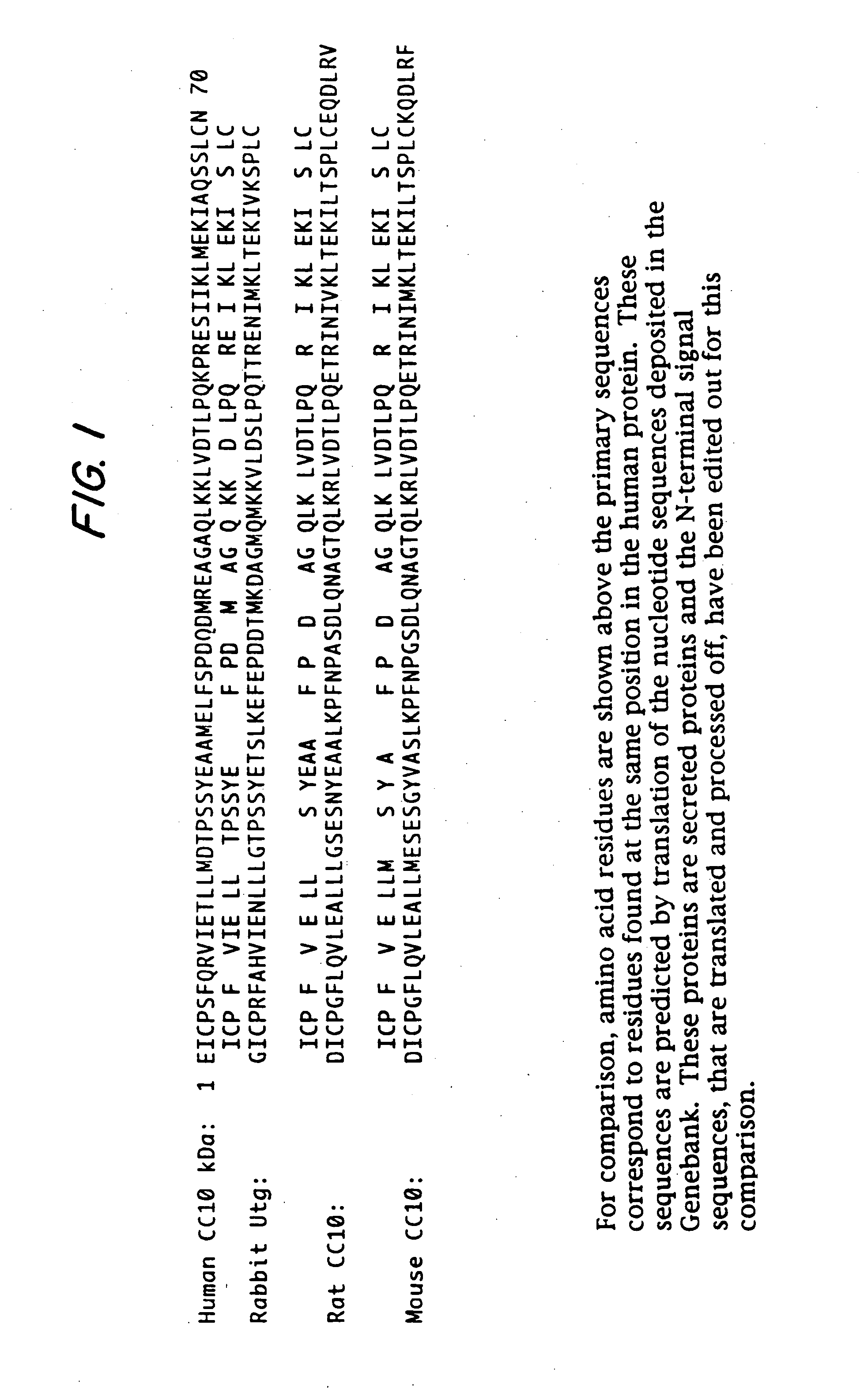 Use of recombinant human uteroglobin in treatment of inflammatory and fibrotic conditions