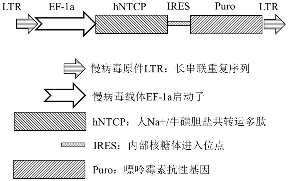 A method for establishing a hepatitis B virus-infected cell model using primary pig hepatocytes and hntcp recombinant lentivirus