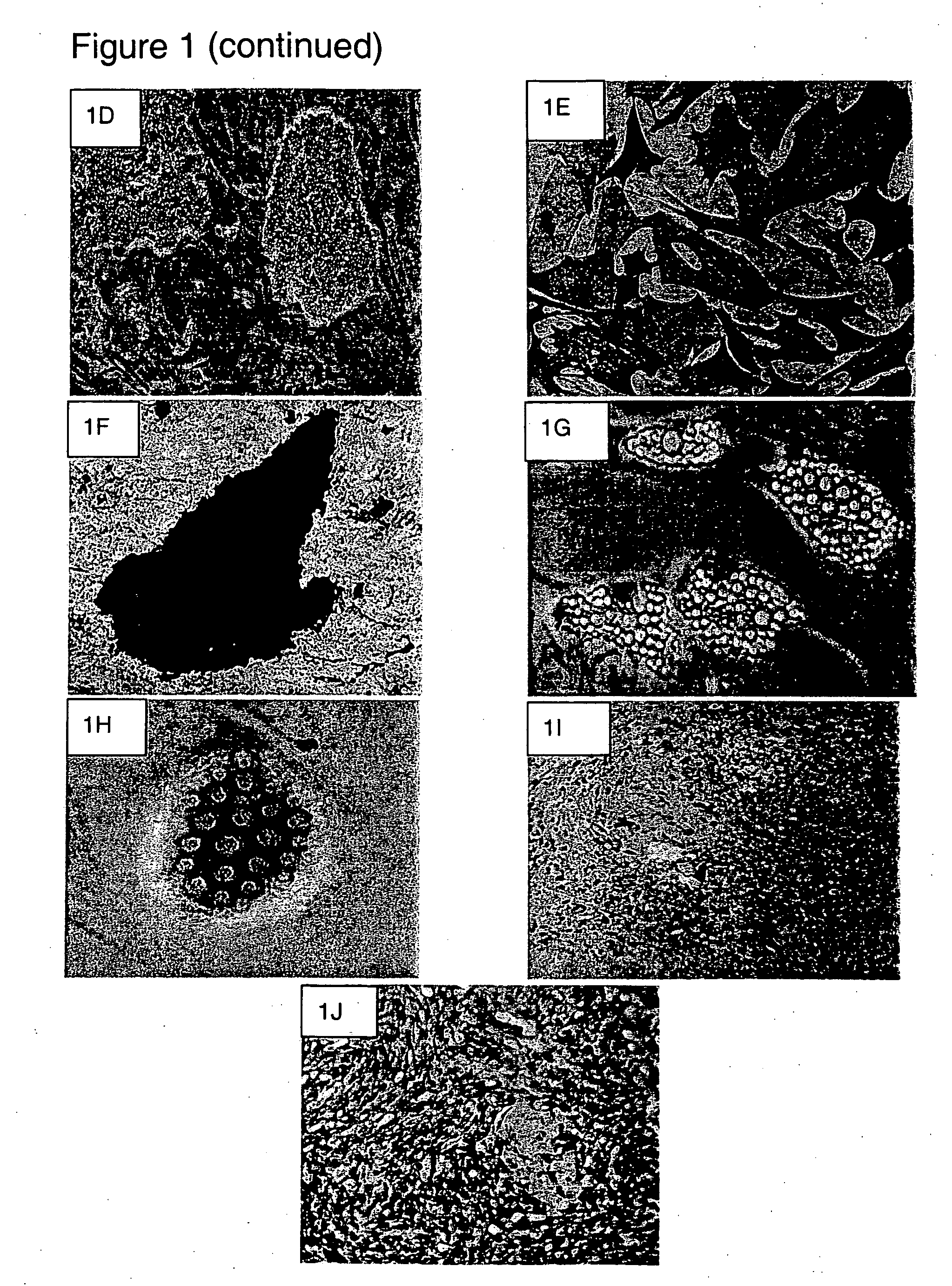 Simple and rapid derivation of functional hepatocytes from human bone marrow-derived mesenchymal stem cells