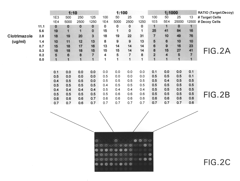 Targeted methods of drug screening using co-culture methods