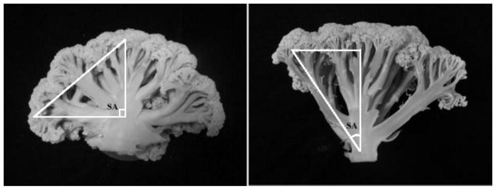 SNP marker linked to branch angles of pedicels at bottom parts of cauliflower balls and method and application of SNP marker