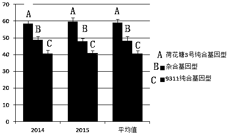 Molecular breeding method for improving rice heading and flowering period heat resistance by using single fragment substitution line