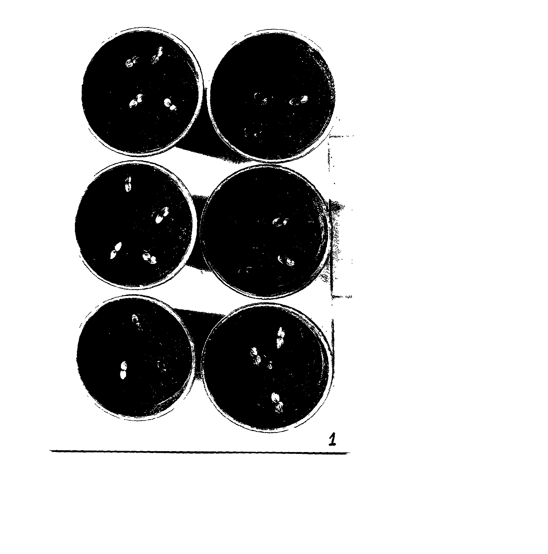 Method for inducing improved seed germination in podophyllum hexandrum royle