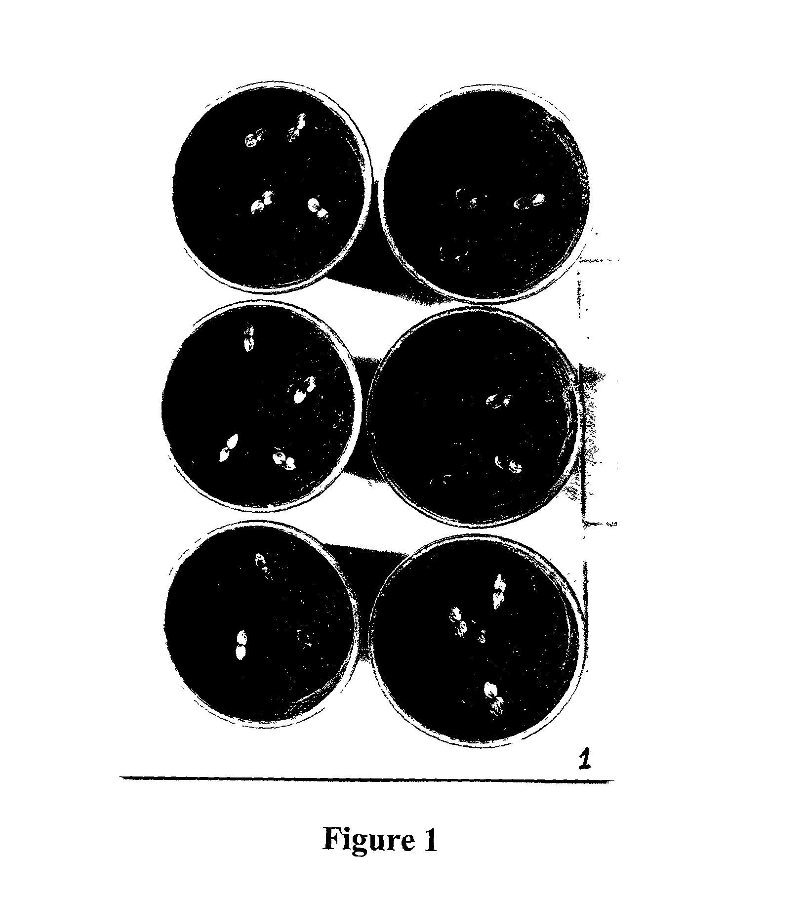 Method for inducing improved seed germination in podophyllum hexandrum royle