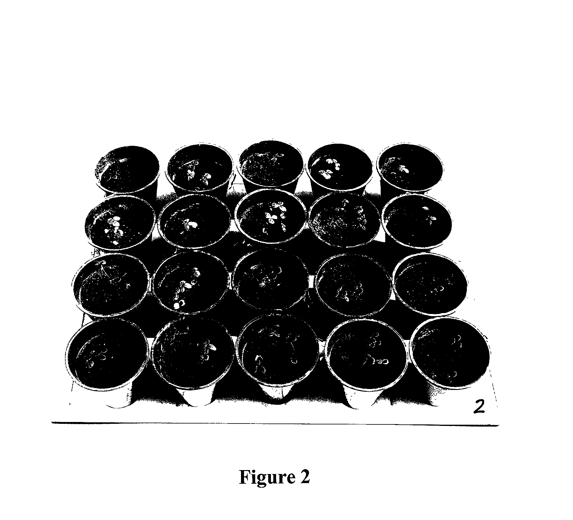 Method for inducing improved seed germination in podophyllum hexandrum royle