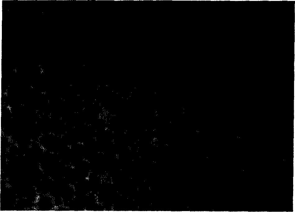 Manufacturing method of tissue engineered cartilage