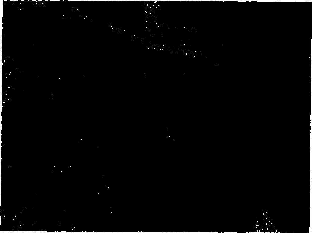 Manufacturing method of tissue engineered cartilage