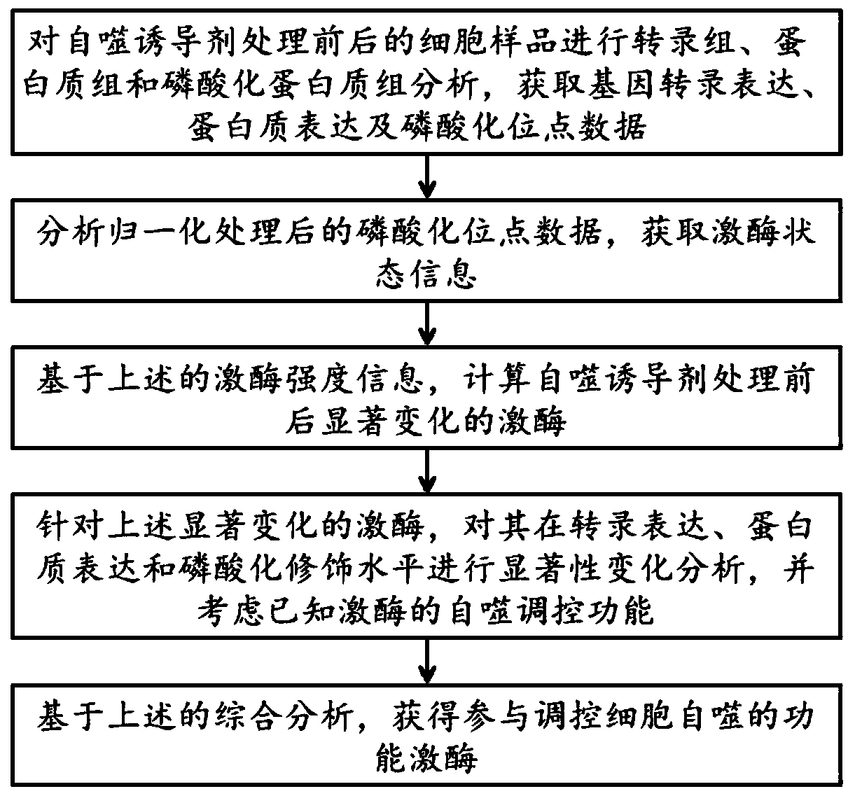 Method for identifying functional kinase for regulating cell autophagy