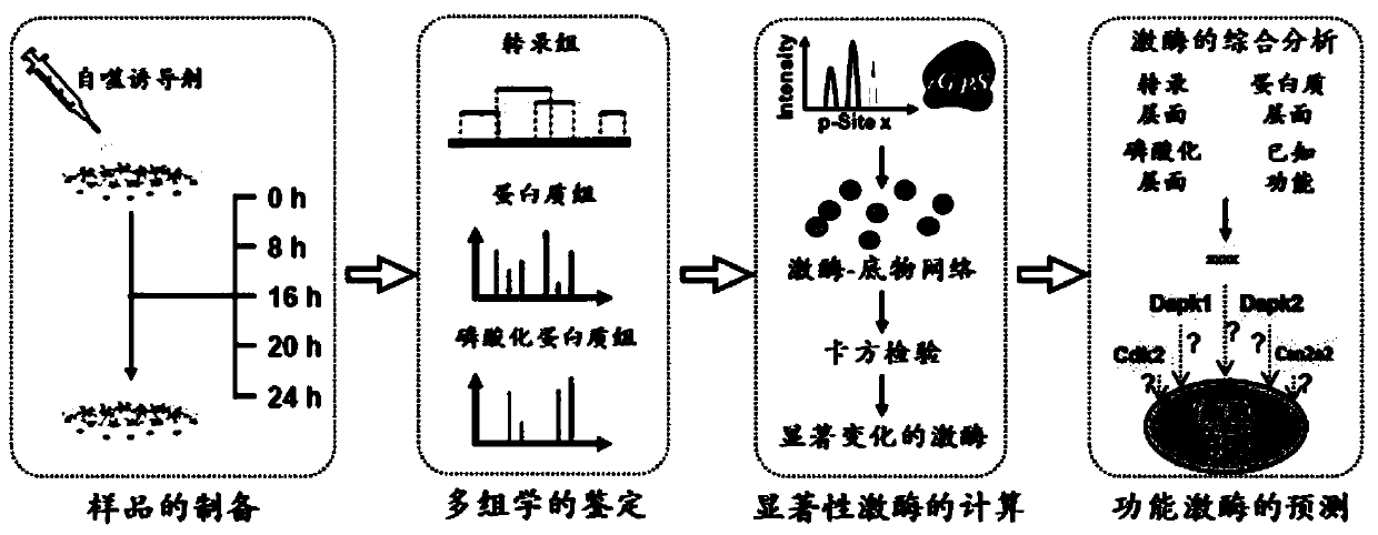 Method for identifying functional kinase for regulating cell autophagy