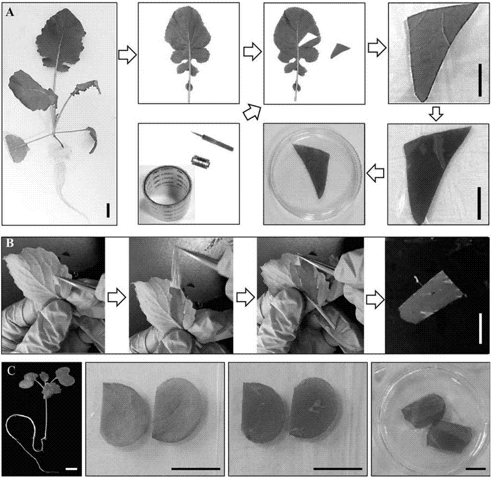 Method for separating and converting rape protoplast