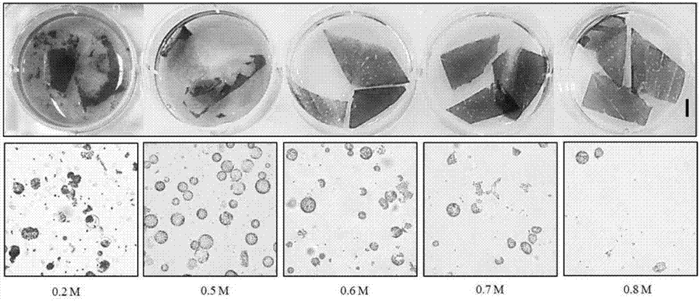 Method for separating and converting rape protoplast