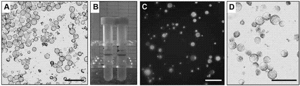 Method for separating and converting rape protoplast