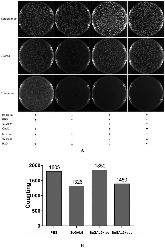 Application of a kind of galectin-9 derived from mandarin fish in the preparation of antibacterial agent