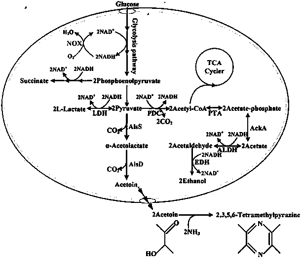 Escherichia coli engineering bacterium for producing 2,3,5,6-tetramethylpyrazine and application thereof