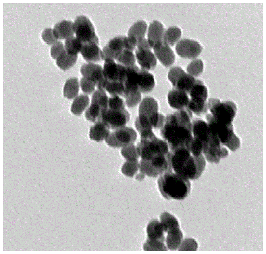 Composite material of functional mesoporous silica loaded drug and siRNA, preparation and application thereof in preparation of anticancer drugs