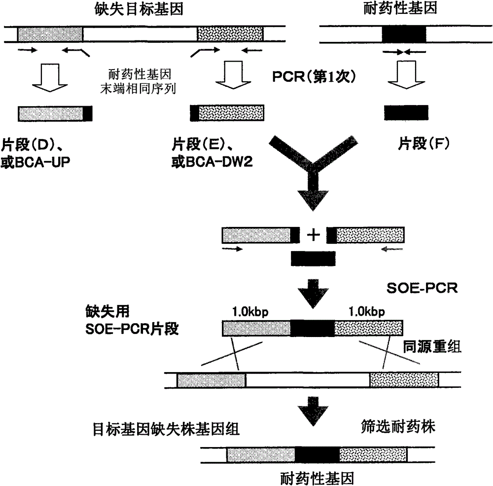 Recombinant microorganism and method for producing poly-γ-glutamic acid