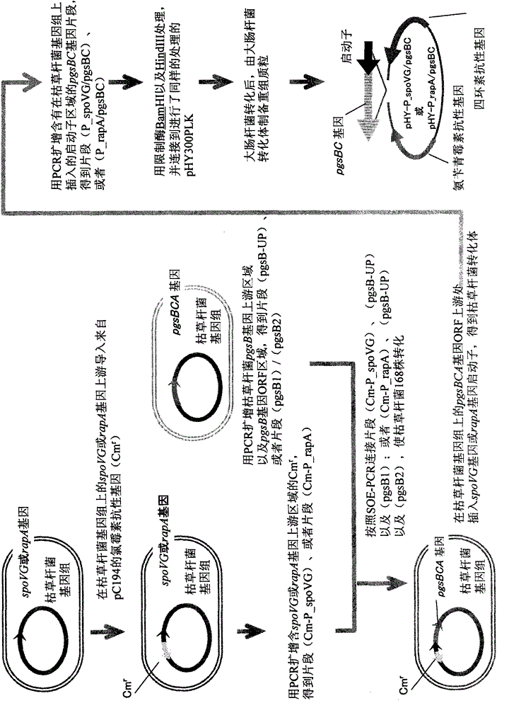 Recombinant microorganism and method for producing poly-γ-glutamic acid