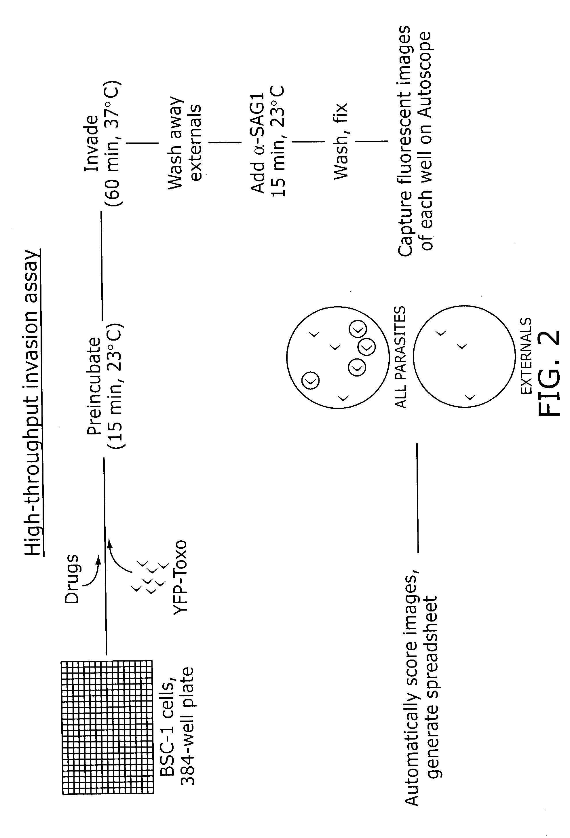 Identification of anti-protozoal agents