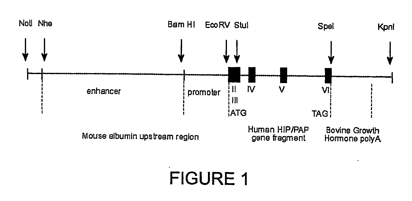 Hip/pap polypeptide compositions for use in liver regeneration and for the prevention of liver failure