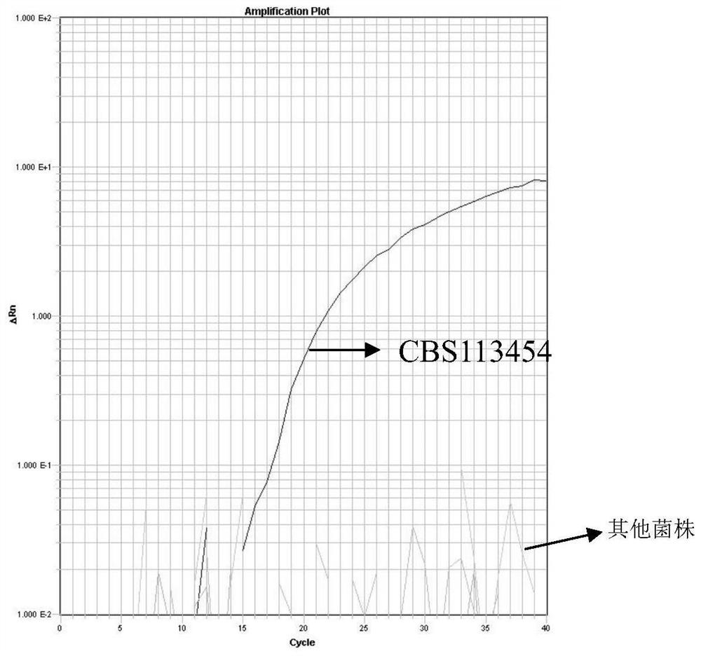 Real-time fluorescent PCR detection method of rhododendron bud wilt and its special set of reagents