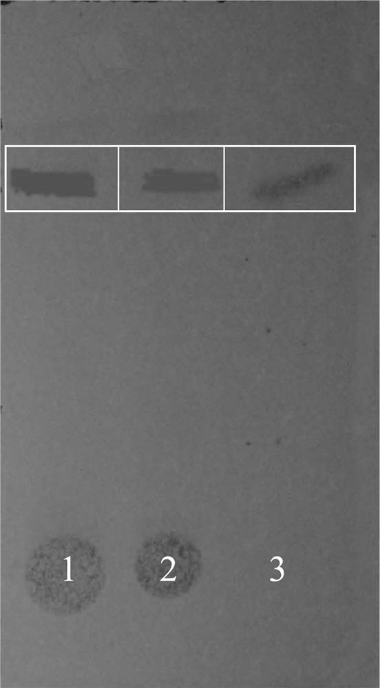 A method for the extraction, inspection and content determination of triterpenoids in sorbifolium sorbifolium