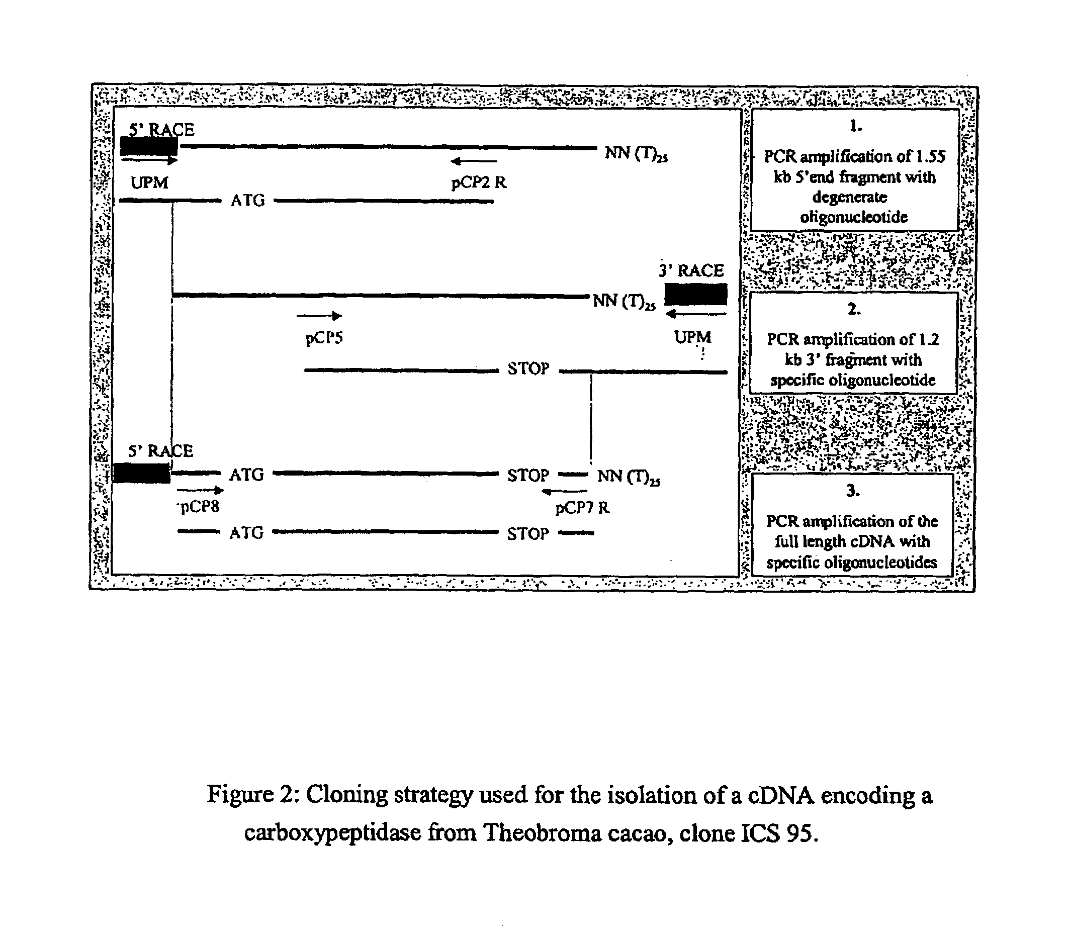 Carboxypeptidase of cocoa