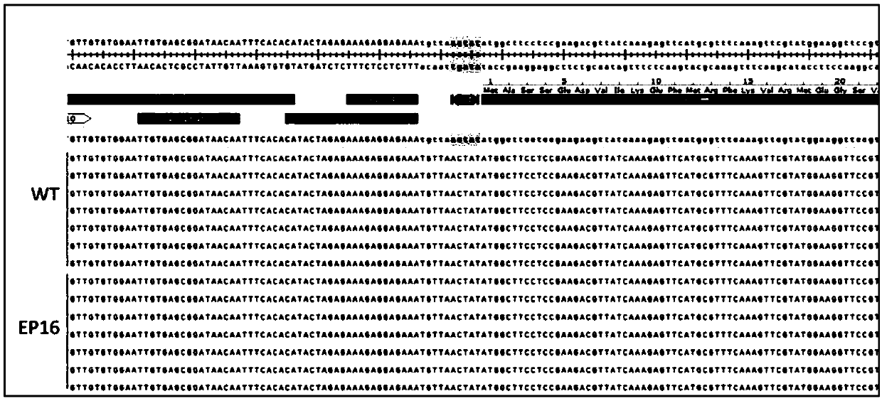 FnCpf1 mediated in-vitro DNA editing kit