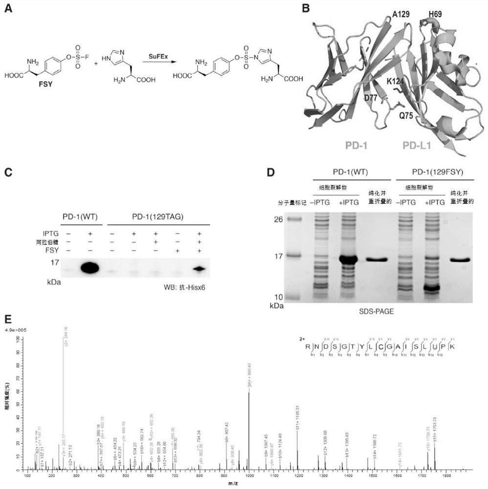 Covalent protein drugs developed via proximity-enabled reactive therapeutics (PERX)