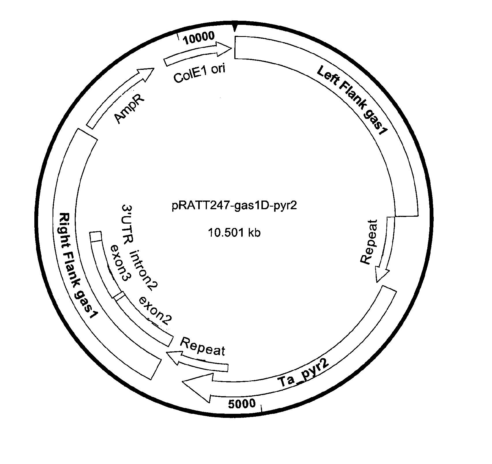 Filamentous fungi having an altered viscosity phenotype