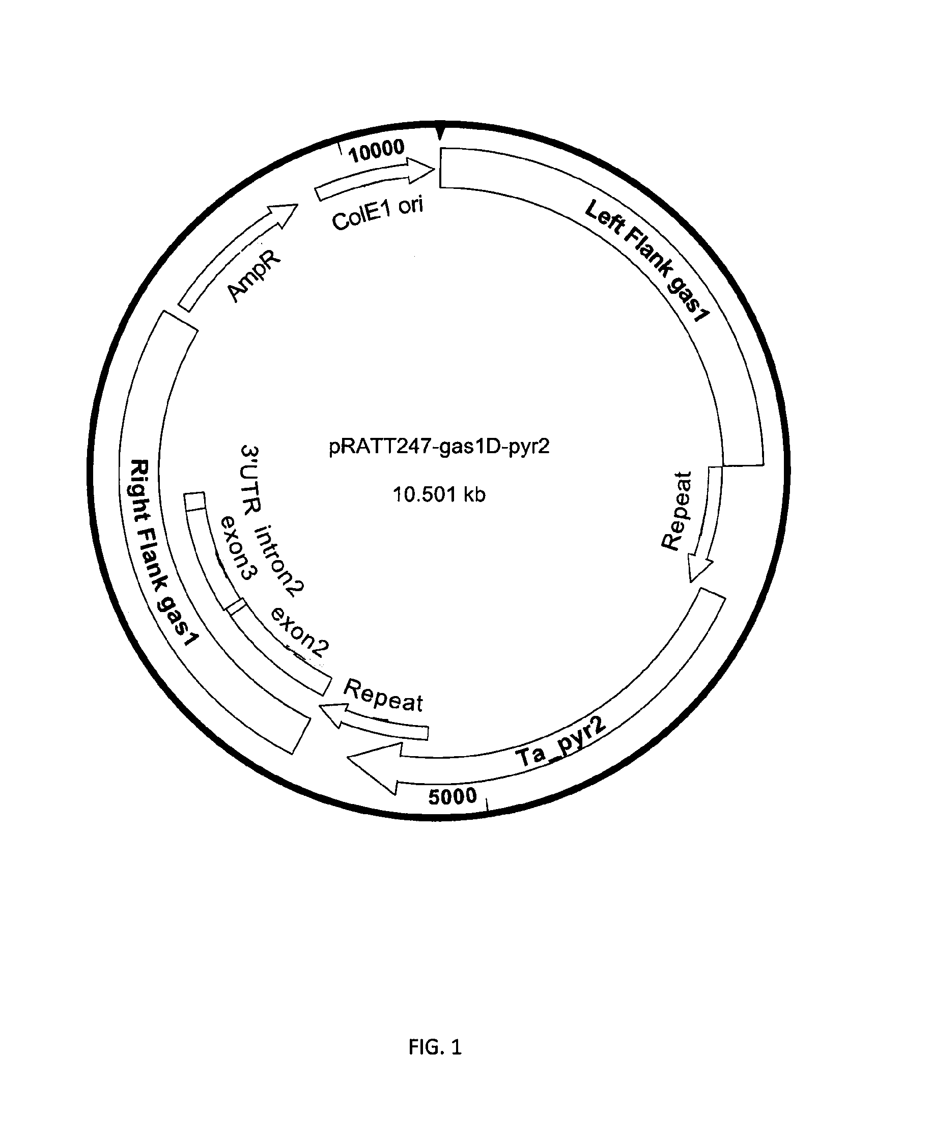 Filamentous fungi having an altered viscosity phenotype