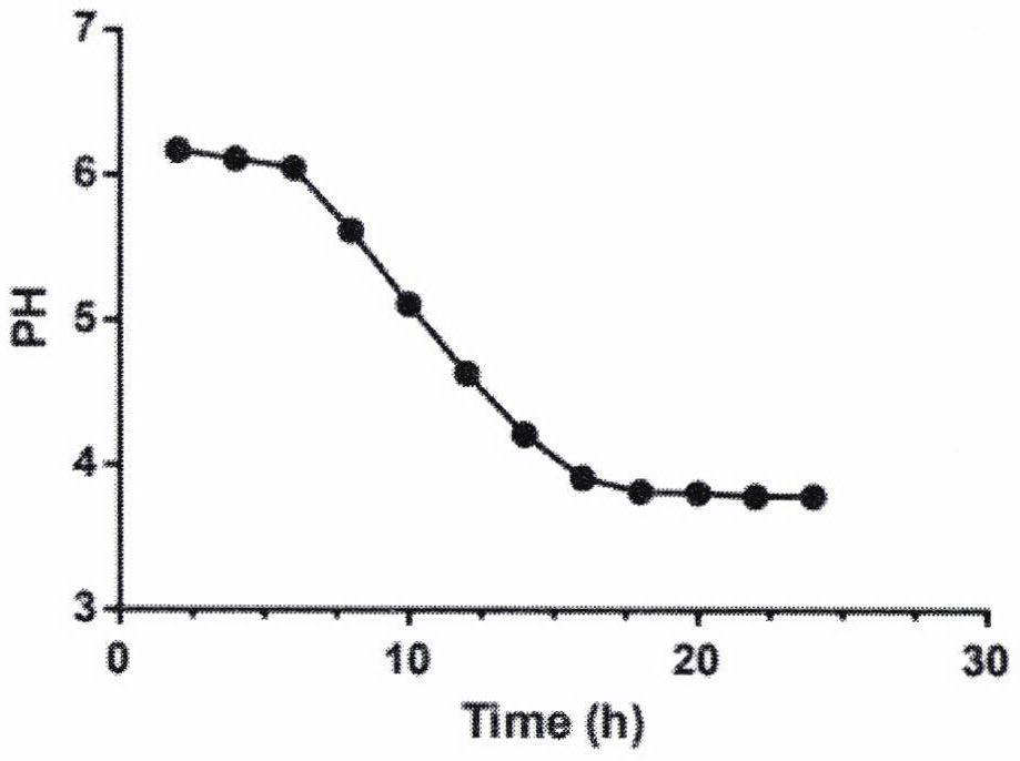 Lactobacillus plantarum and application thereof in fruit and vegetable enzymes with constipation relieving effect