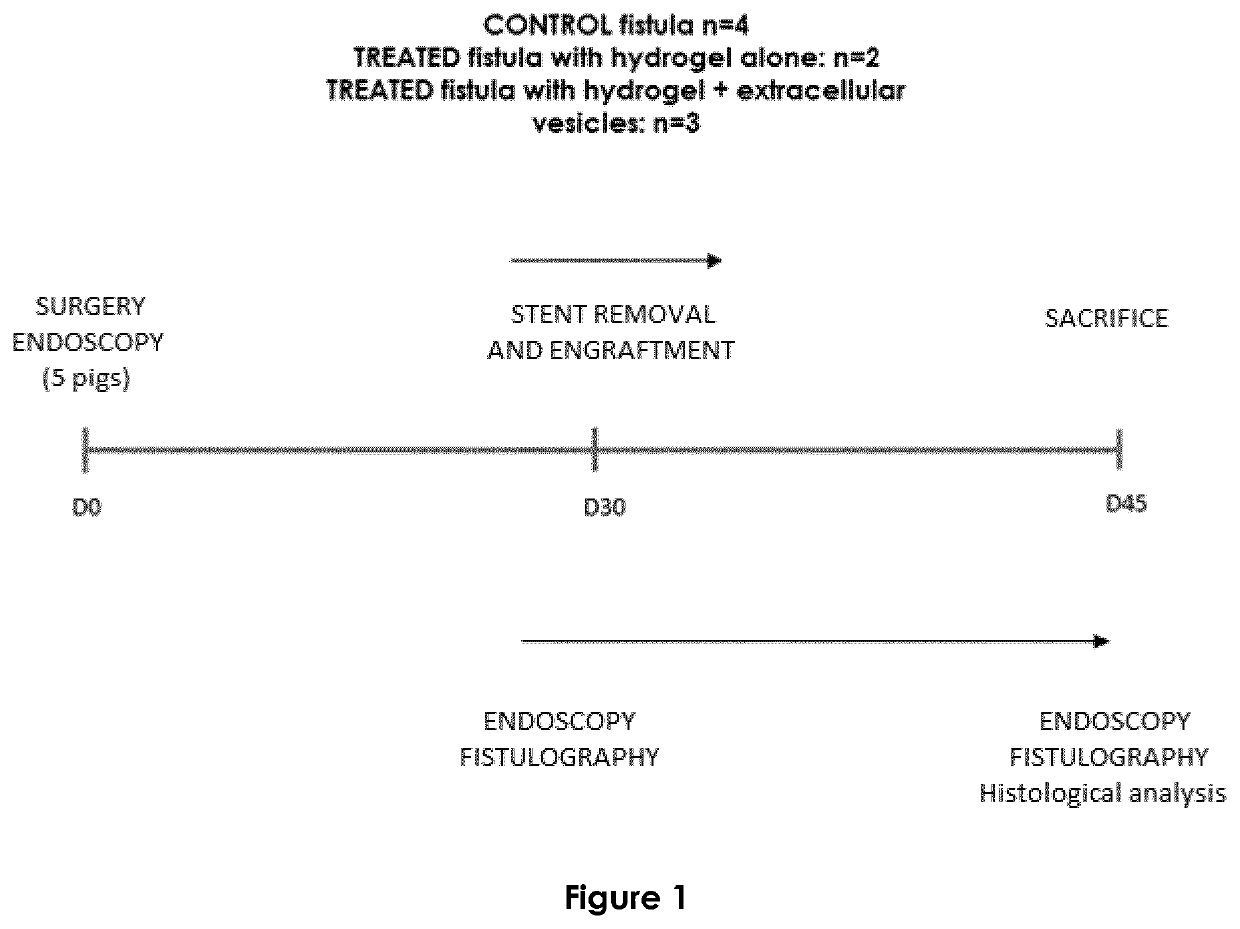 Compositions useful for mucosal healing