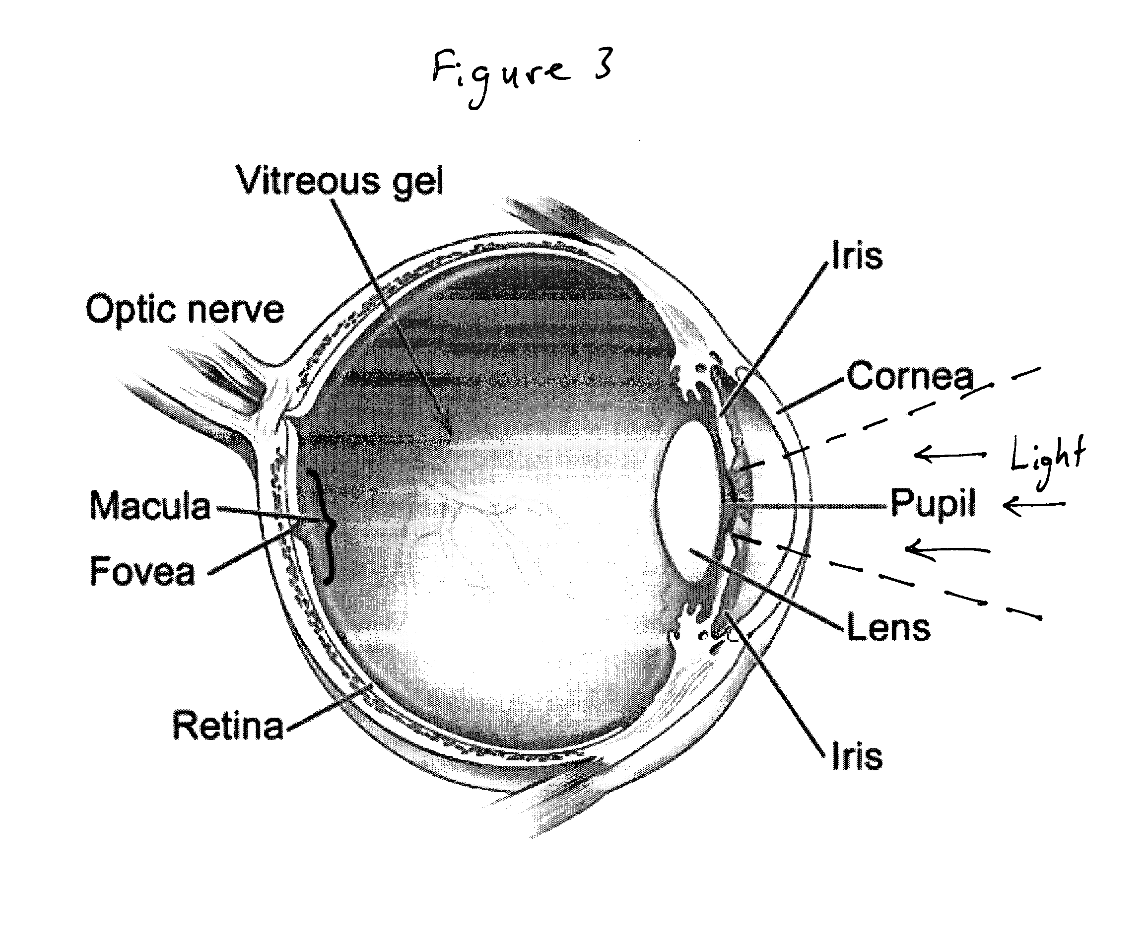 Cerebral and Retinal Perfusion Monitoring Systems and Devices