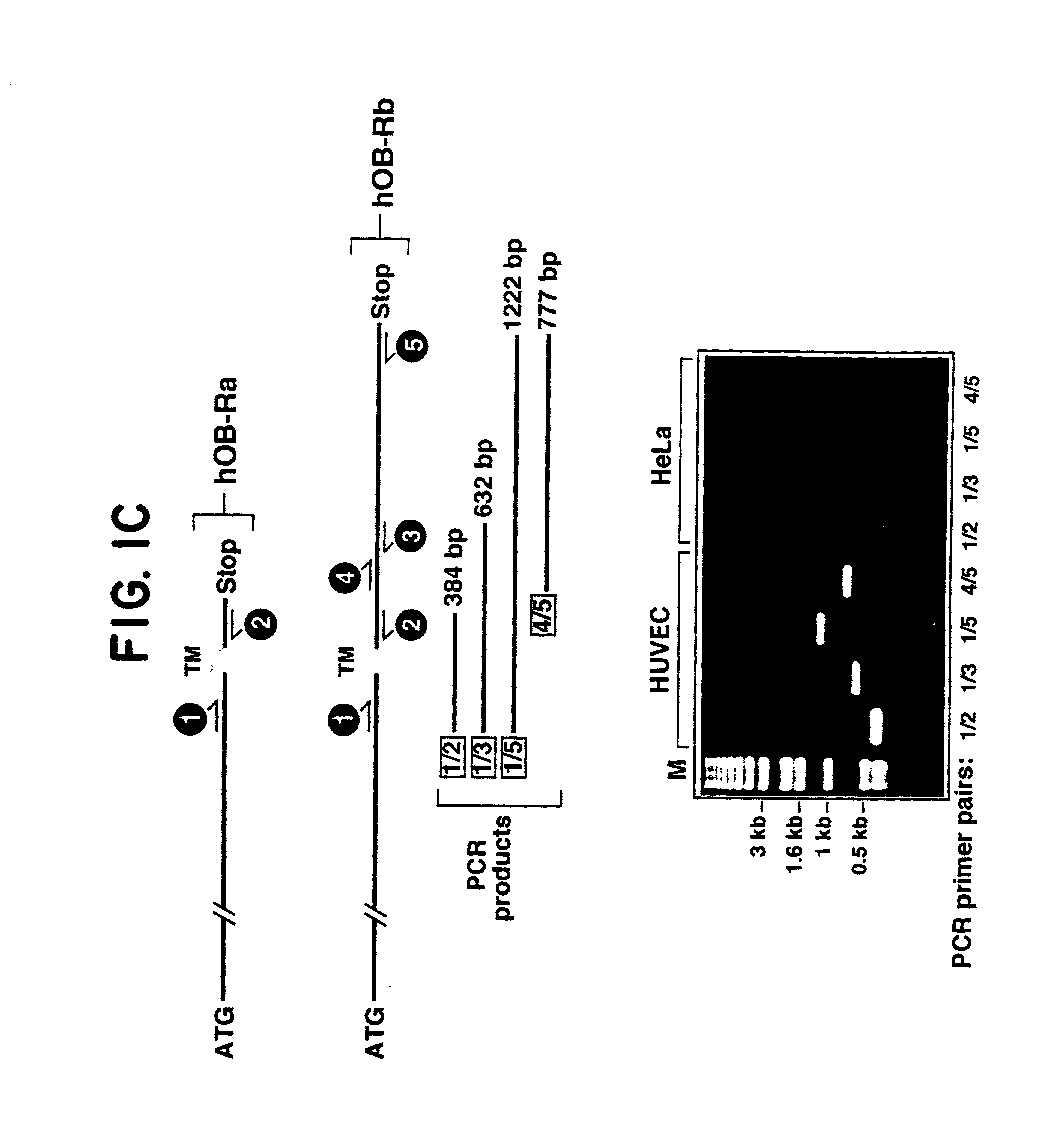 Modulation of angiogenesis and wound healing