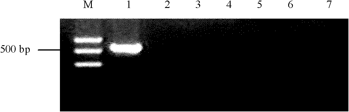 Fluorescence quantitative polymerase chain reaction (PCR) detection method and detection kit for phytophthora capsici leonian