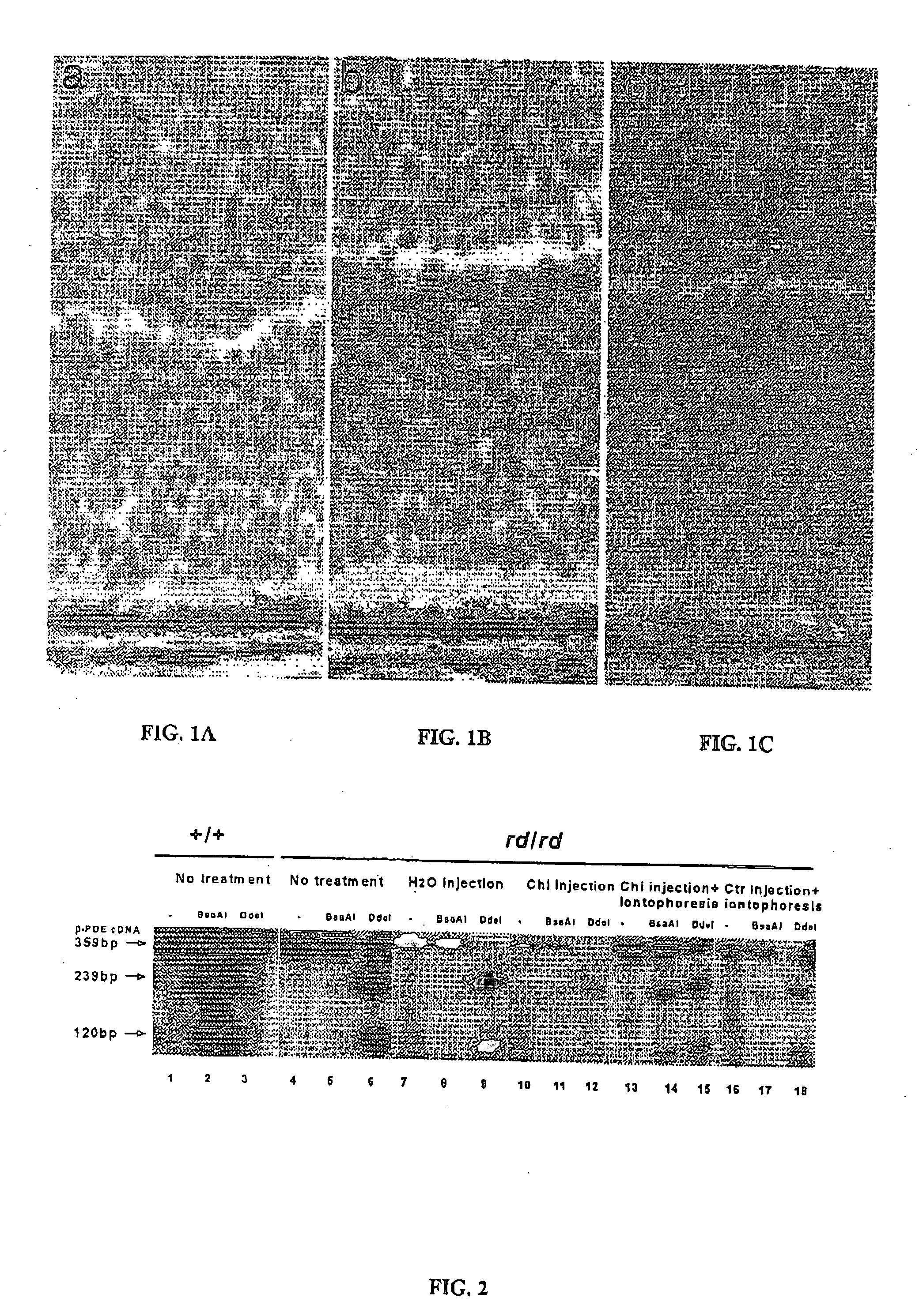 Gene therapy with chimeric oligonucleotides delivered by a method comprising a step of iontophoresis