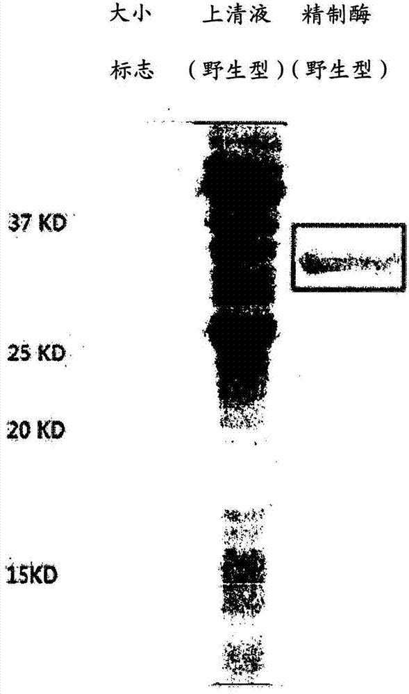 Psicose epimerase and composition for conversion to psicose using same