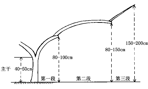 Pear tree form shaped like Chinese character 'Mi' and shaping method thereof