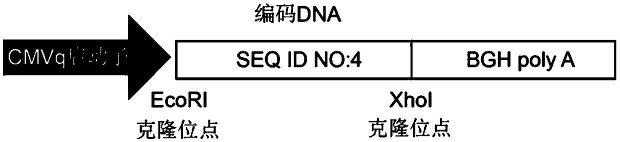 PD-L1 targeting polypeptide and application thereof