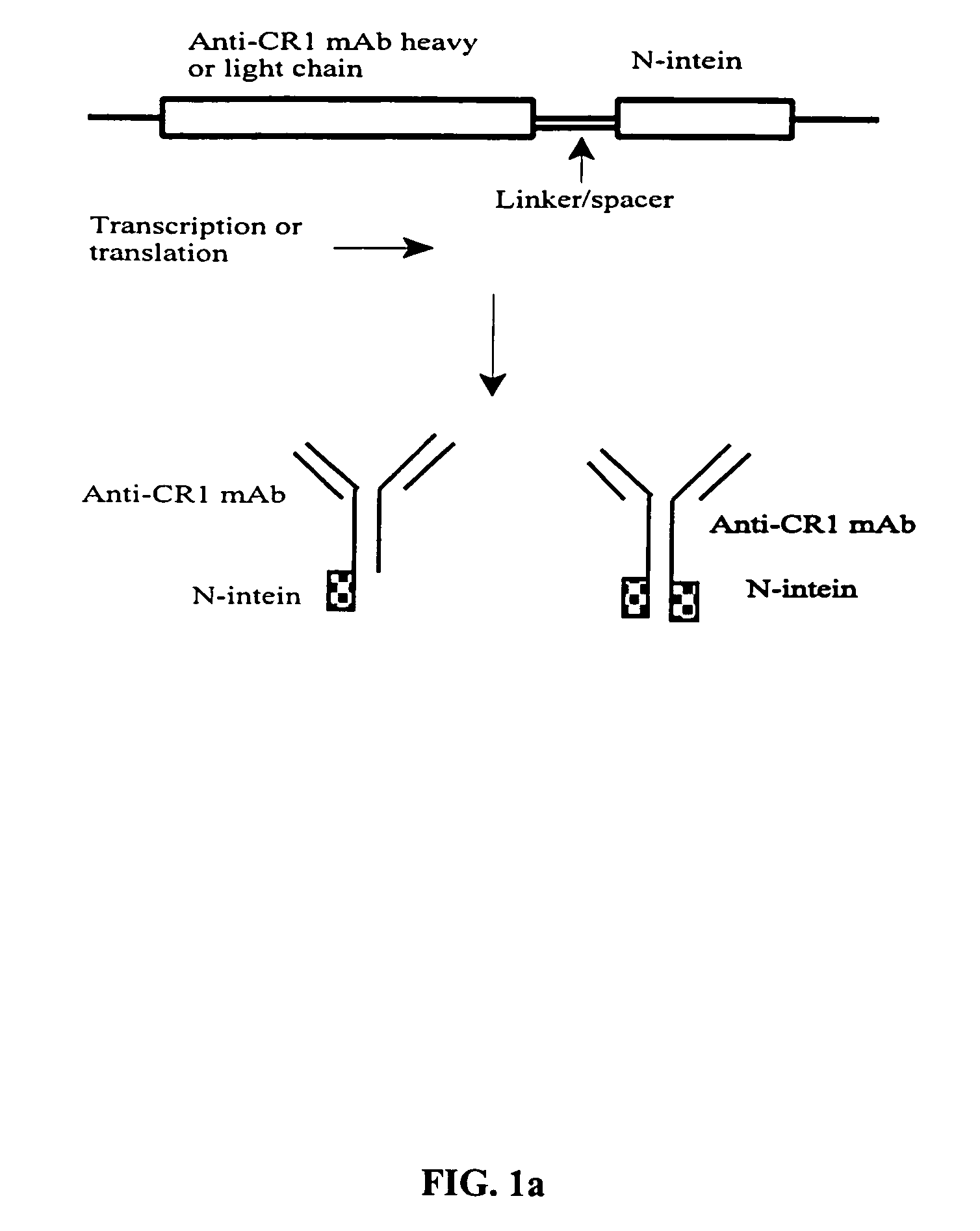 Method of producing biospecific molecules by protein trans-splicing