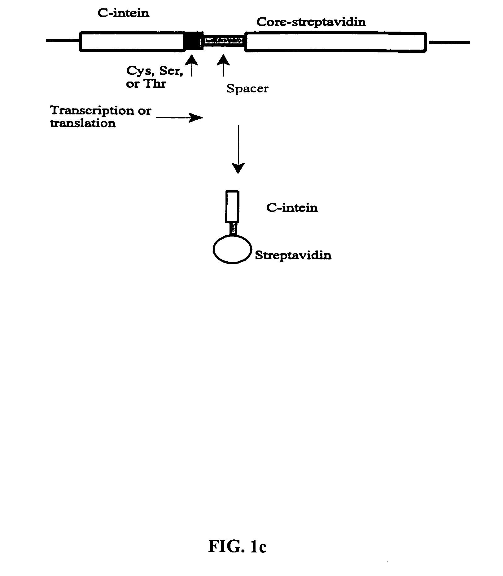 Method of producing biospecific molecules by protein trans-splicing