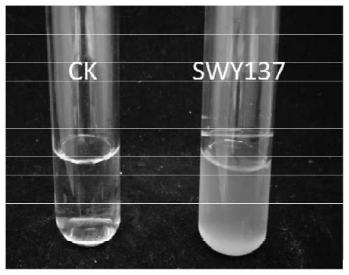 Bacillus altitudinis SWY137 and application thereof